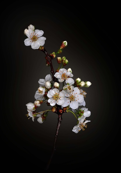 Cerisier blanc compil H.jpg