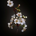 Cerisier blanc compil H