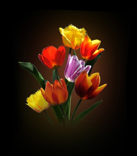 Bouquet de tulipes V2.jpg